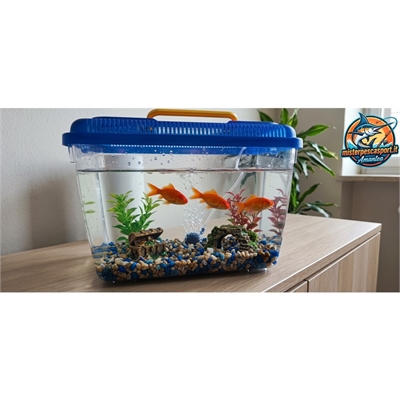 acquarietto-in-plastica-con-coperchio-colorato-25x14x16cm