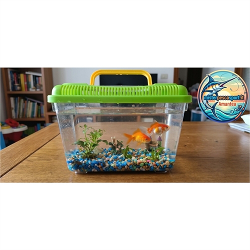 acquarietto-in-plastica-con-coperchio-colorato-19x12x13cm-rettilario